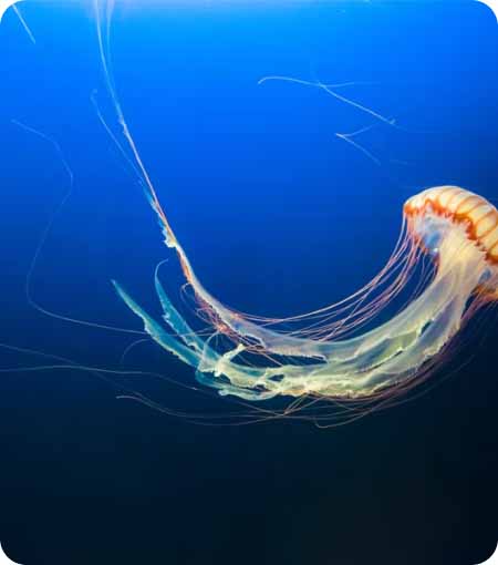 Marine Sciences