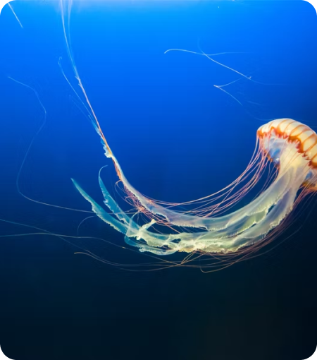 Marine Sciences